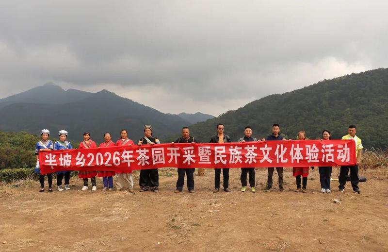 茶旅融合】春染半坡藏雅韵·茶香万里润心田——景谷半坡2026年茶园开采暨