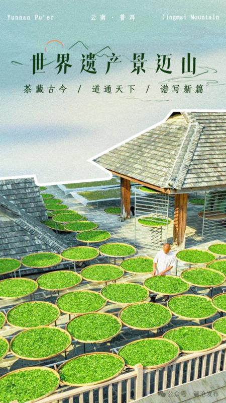 景迈山-晒茶（图源：普洱景迈山古茶林保护管理局）.png