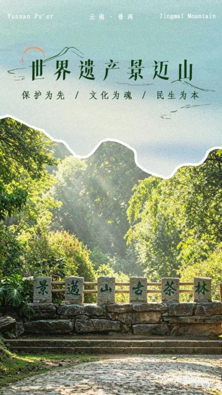 景迈山-古茶林（周思雨 摄）.png
