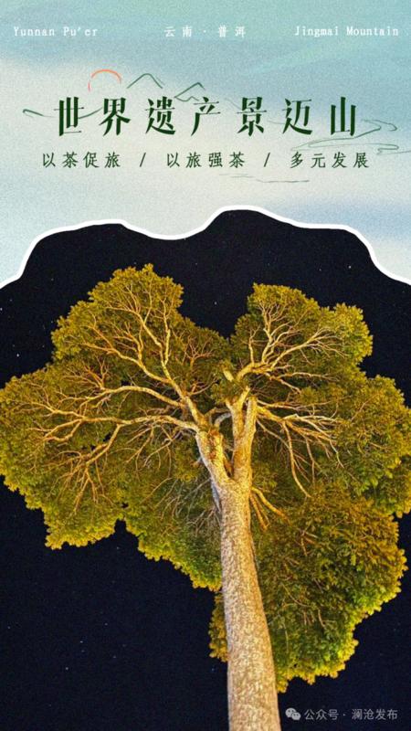 景迈山-西蓝花（图源：“六六的环球美梦”微信公众号）.png