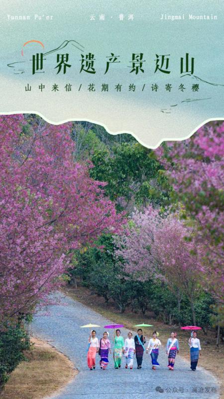 景迈山-冬樱（贾翔 摄）.png